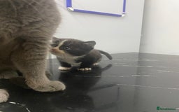 British Shorthair cats for sale: Cross half BRITISH shorthair kittens  - Advert 12