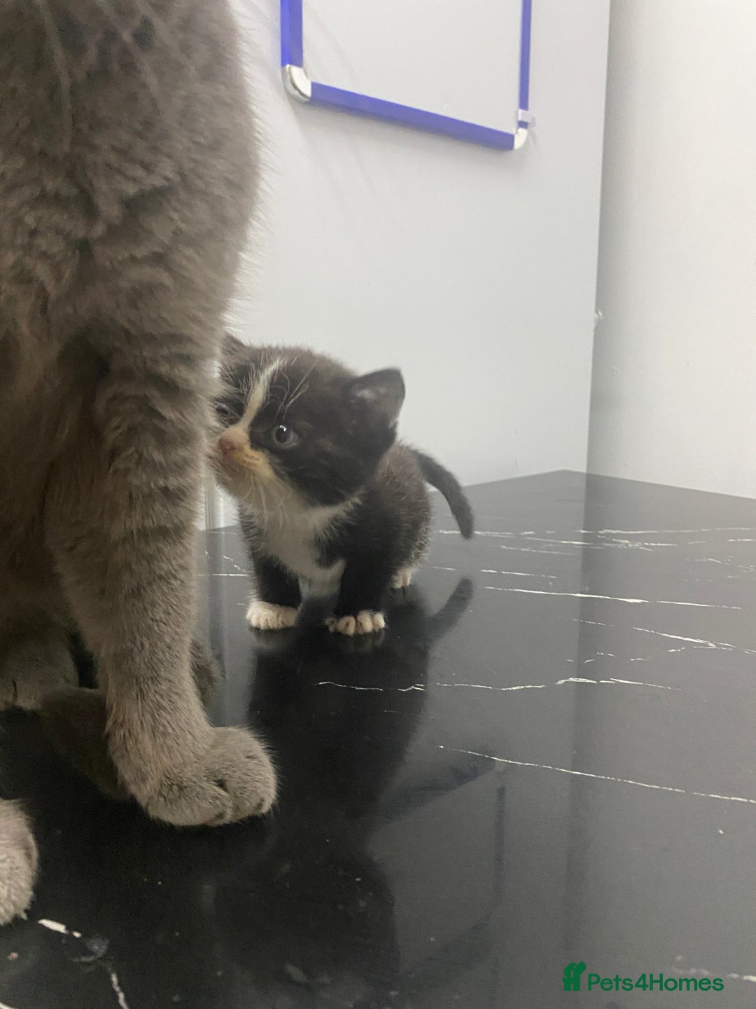 British Shorthair cats for sale: Cross half BRITISH shorthair kittens  - Advert 12