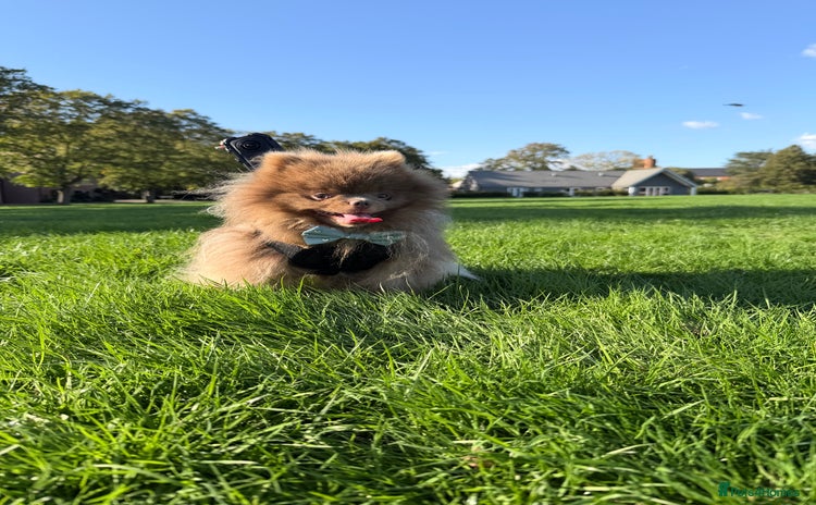Pomeranian dogs - Advert 1