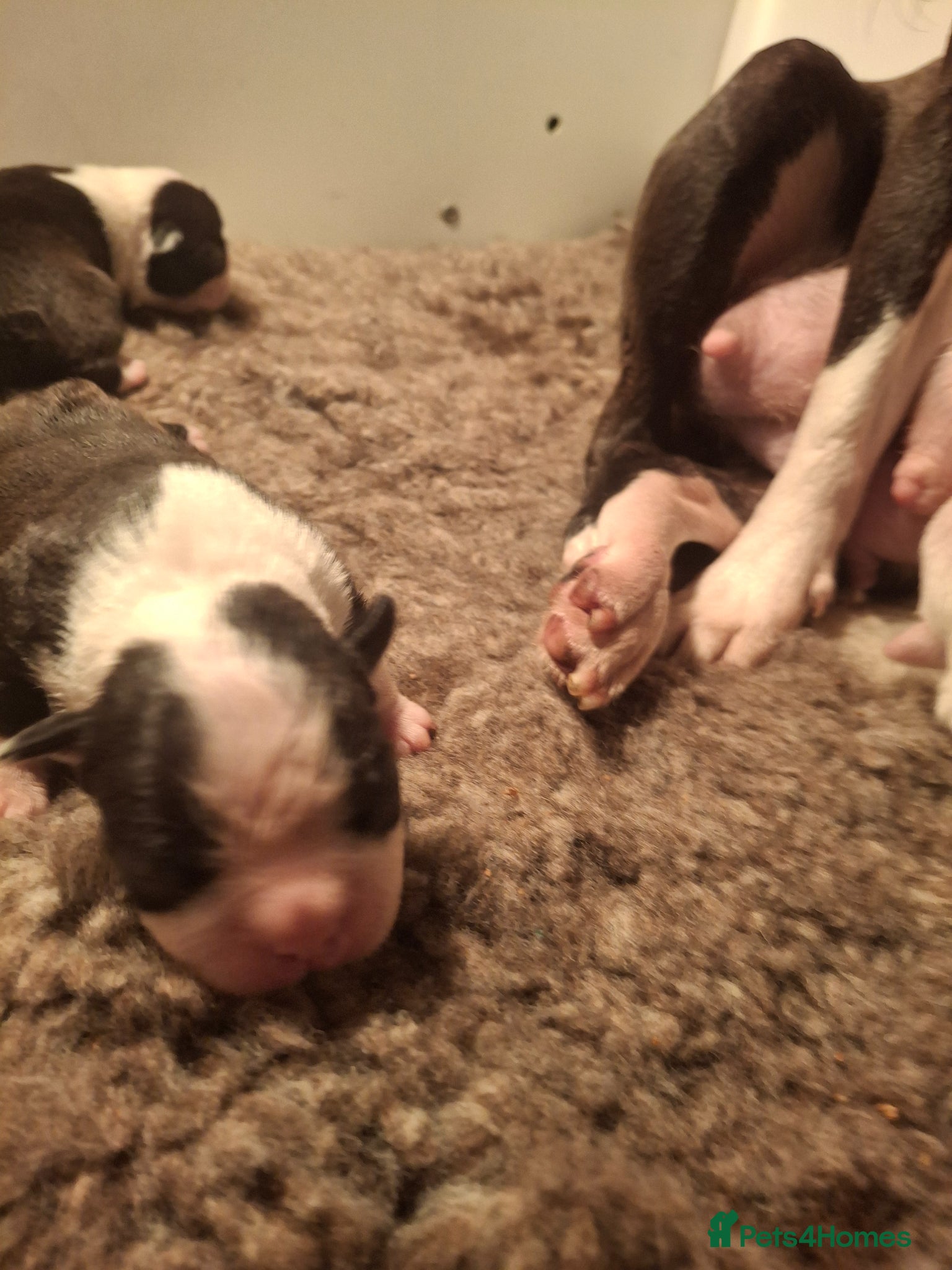 Boston Terrier dogs 5 Stunning Boston Terriers Boys - Advert 8