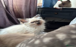Ragdoll cats for sale: Mink Ragdoll kittens  - Image 8