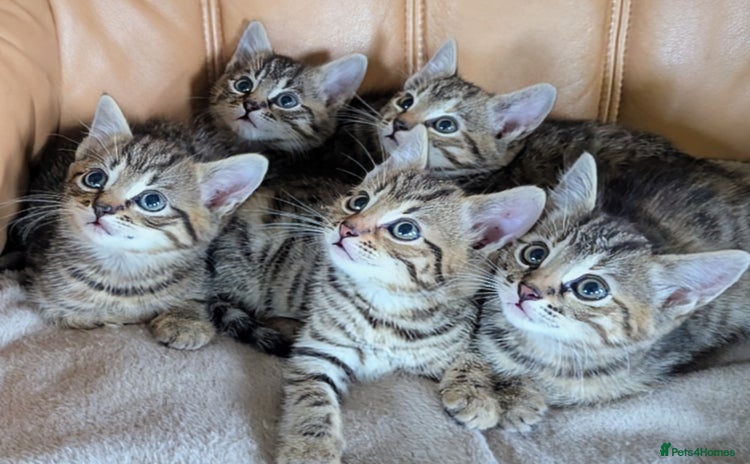 Domestic Shorthair cats - Advert 2