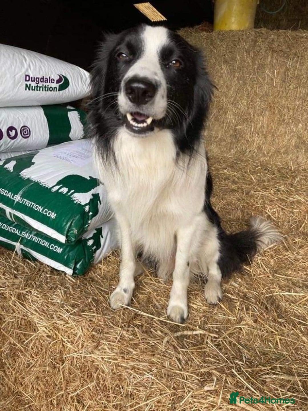 Border Collie dogs for sale: Beautiful border collies  - Image 15
