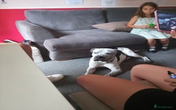American Bulldog dogs for sale: male dog for sale - Image 1