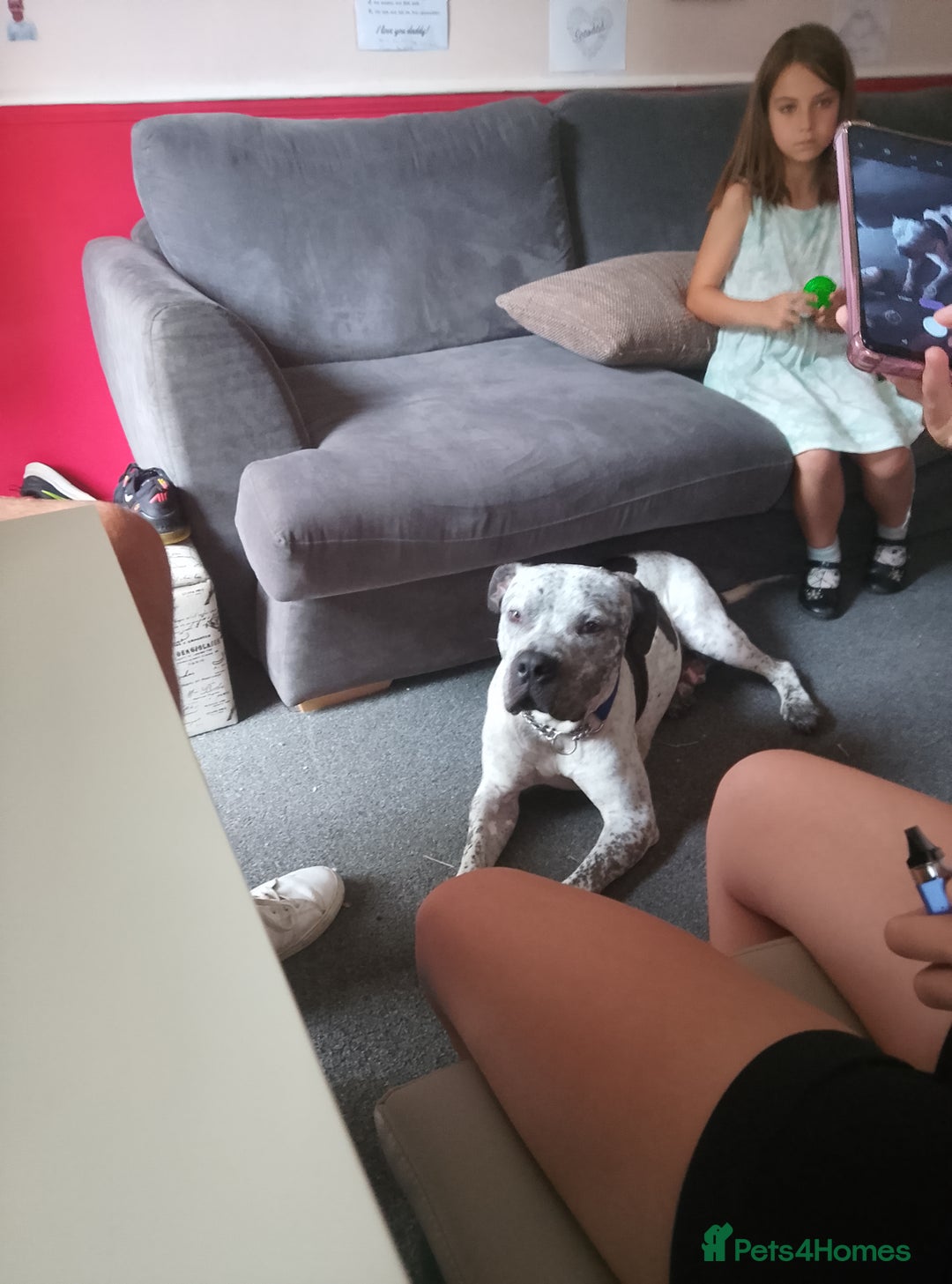 American Bulldog dogs for sale: male dog for sale - Image 1