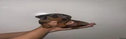 Dachshund dogs for sale: DACHSHUND PUPPIES  - Advert 3