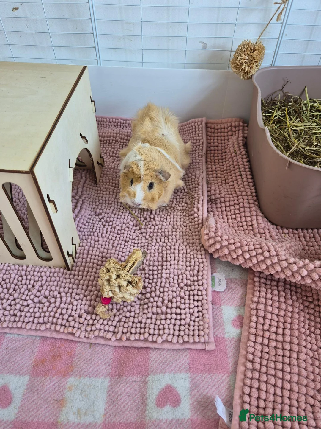Guinea Pig rodents for sale: 2 Female Guinea Pigs 8 Months Old  in Eastbourne - Advert 2