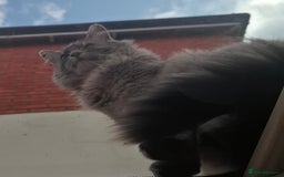 Maine Coon cats for sale: Maine coon ragdoll cross 6 yrs - Image 2