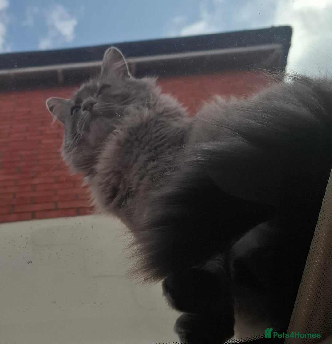 Maine Coon cats for sale: Maine coon ragdoll cross 6 yrs - Image 2