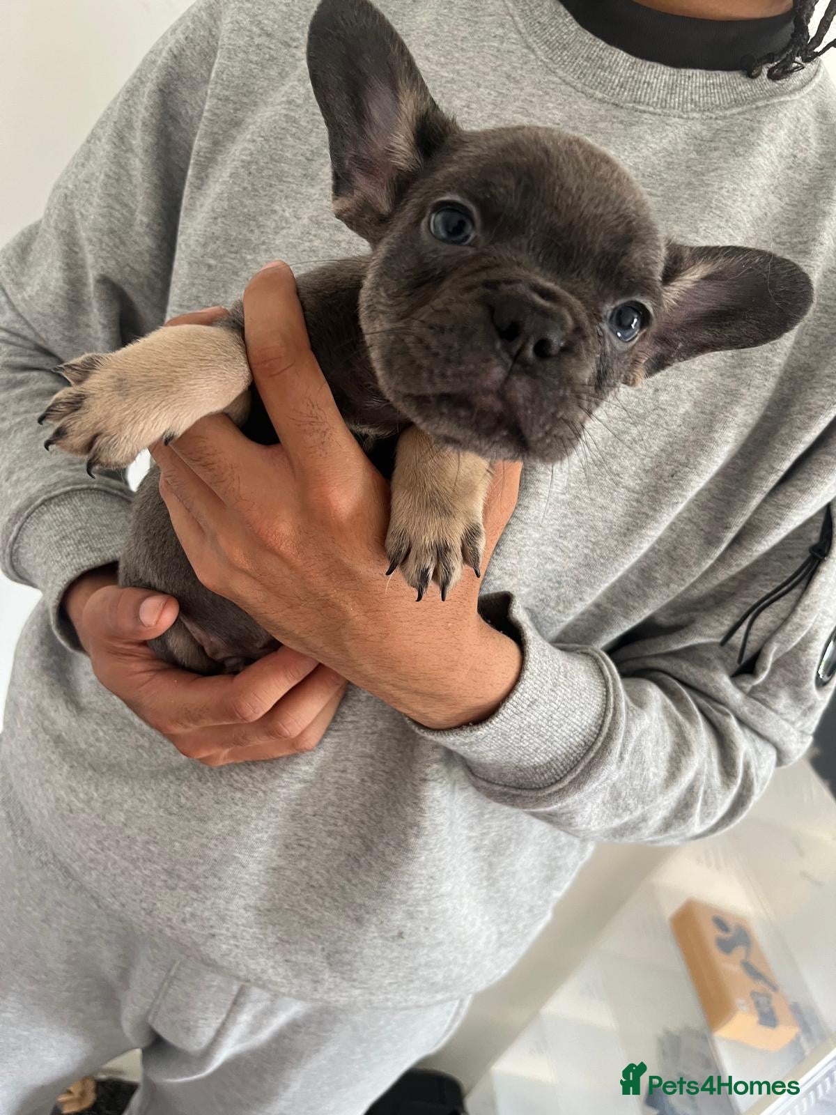 French Bulldog Puppy 6