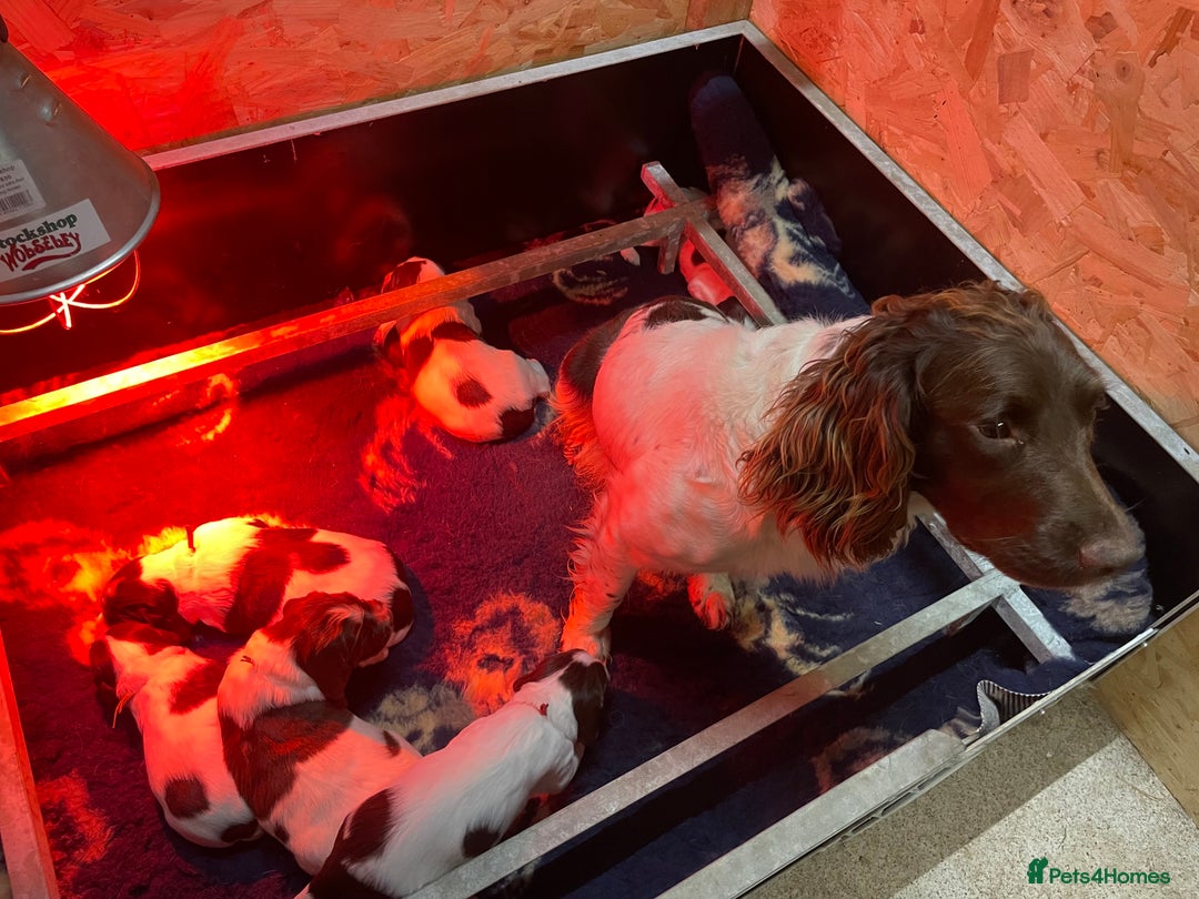 English Springer Spaniel dogs for sale: KC registered English Springer Spaniel pups - Advert 7