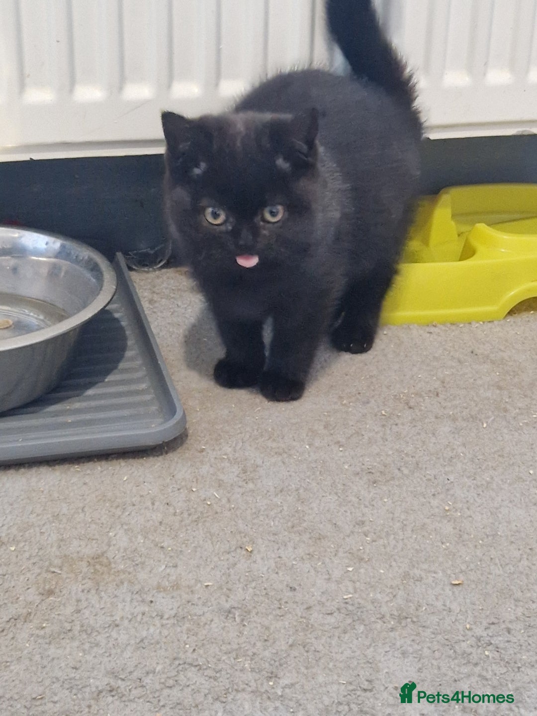 British Shorthair cats for sale: British Shorthair Kittens - Advert 4