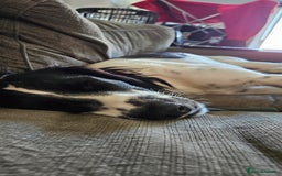 Mixed Breed dogs for sale: Dobby - Image 5