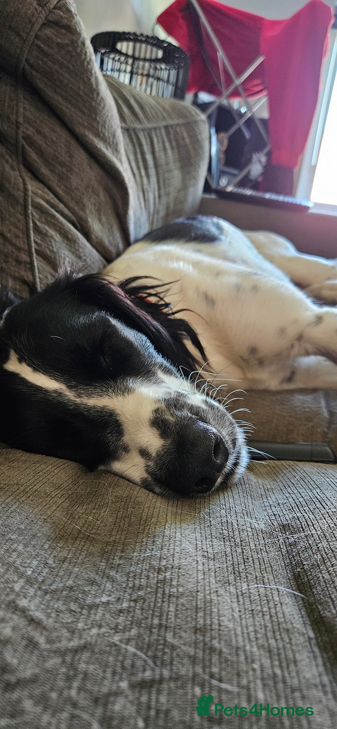 Mixed Breed dogs for sale: Dobby - Image 5