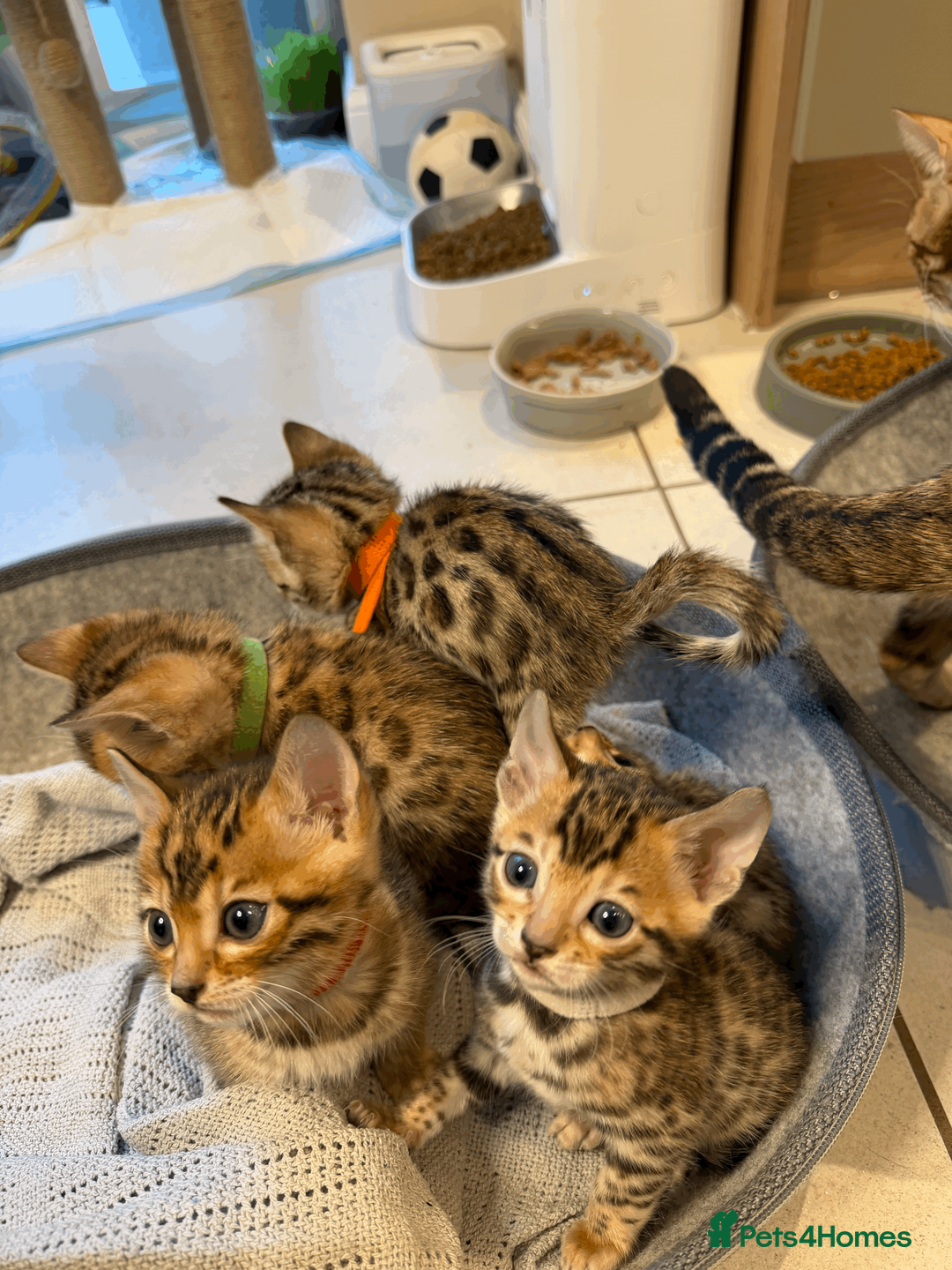 Bengal cats for sale: 🐾 Purebred Bengal Kittens for Sale 🐾 - Advert 7