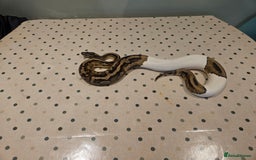 Python Snake reptiles for sale: 4x Royal Pythons for sale - Image 12
