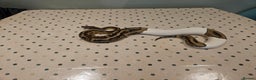 Python Snake reptiles for sale: 4x Royal Pythons for sale - Advert 12