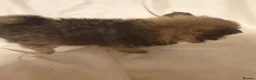 Pomeranian dogs for sale: Pomeranian puppies ready now - Advert 19