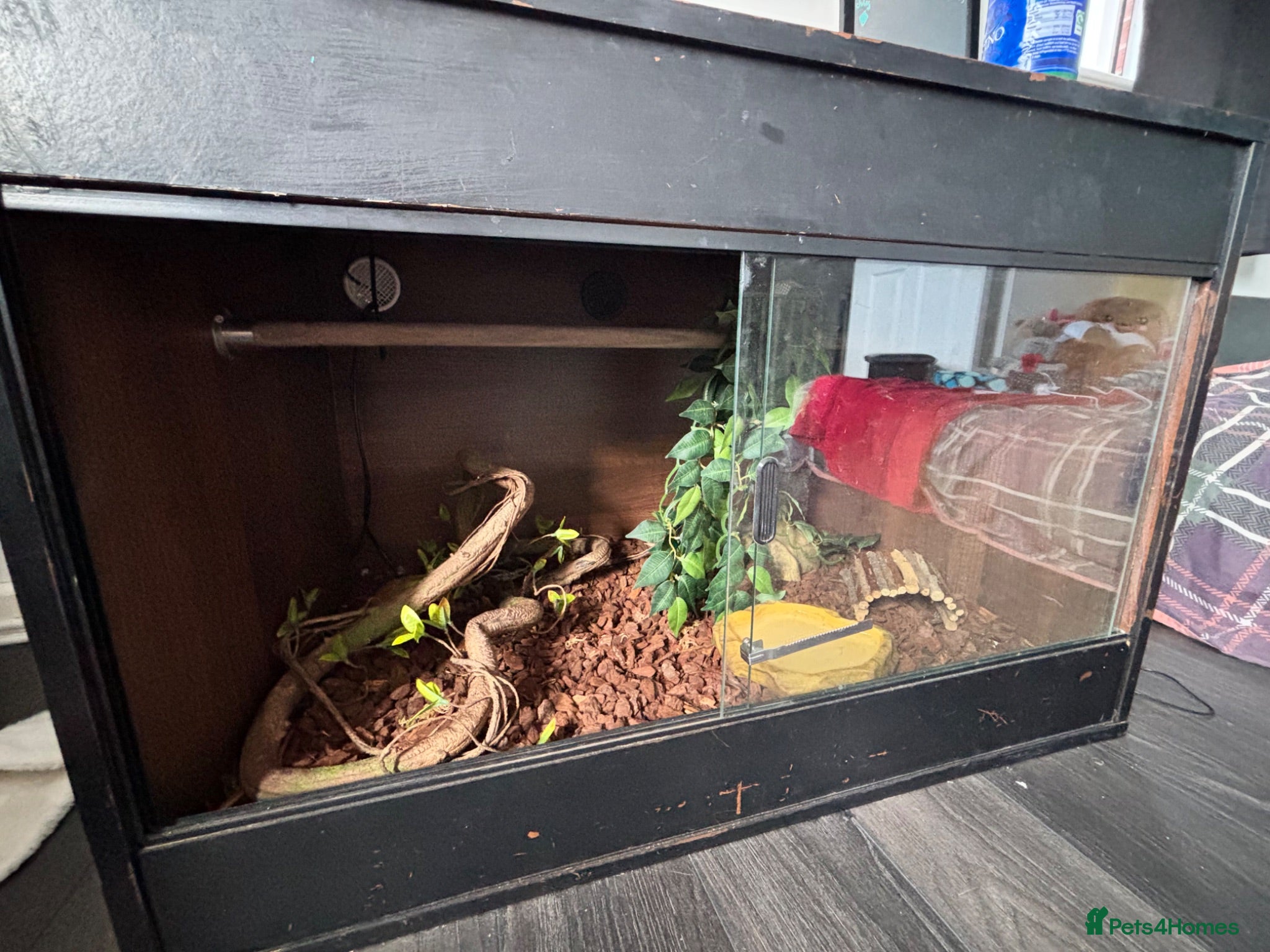Corn Snake reptiles Corn snake  - Advert 1