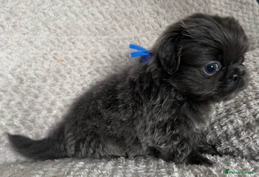 Mixed Breed dogs for sale: Tiny Pugingese pups  - Image 30