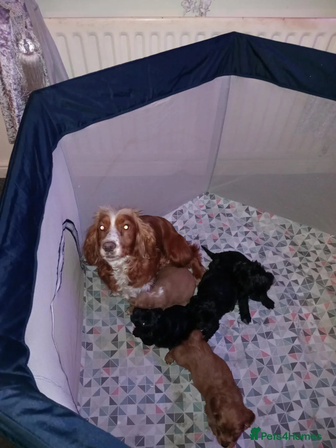 Cockapoo dogs for sale: Cockapoo puppies  - Advert 4