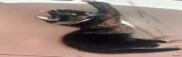 Mixed Breed cats for sale: Kitten ready for her new home! - Advert 4
