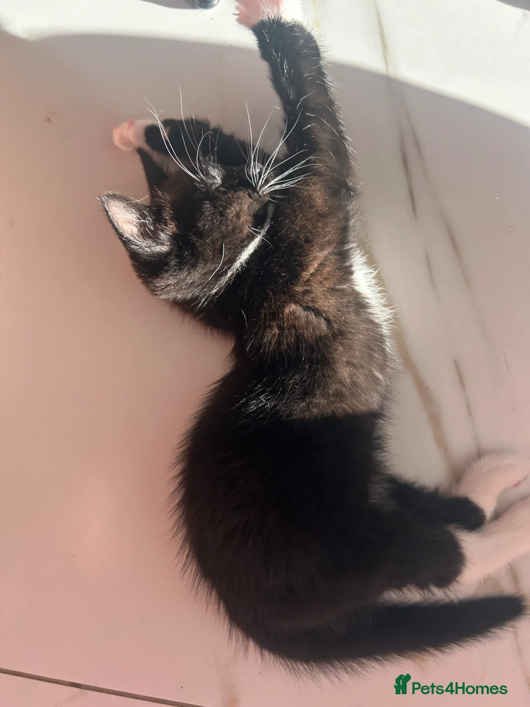 Mixed Breed cats for sale: Kitten ready for her new home! - Advert 4