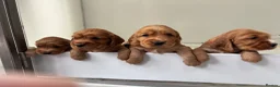 Cocker Spaniel dogs for sale: KC SHOW COCKER SPANIEL PUPS GOLDEN - Advert 15