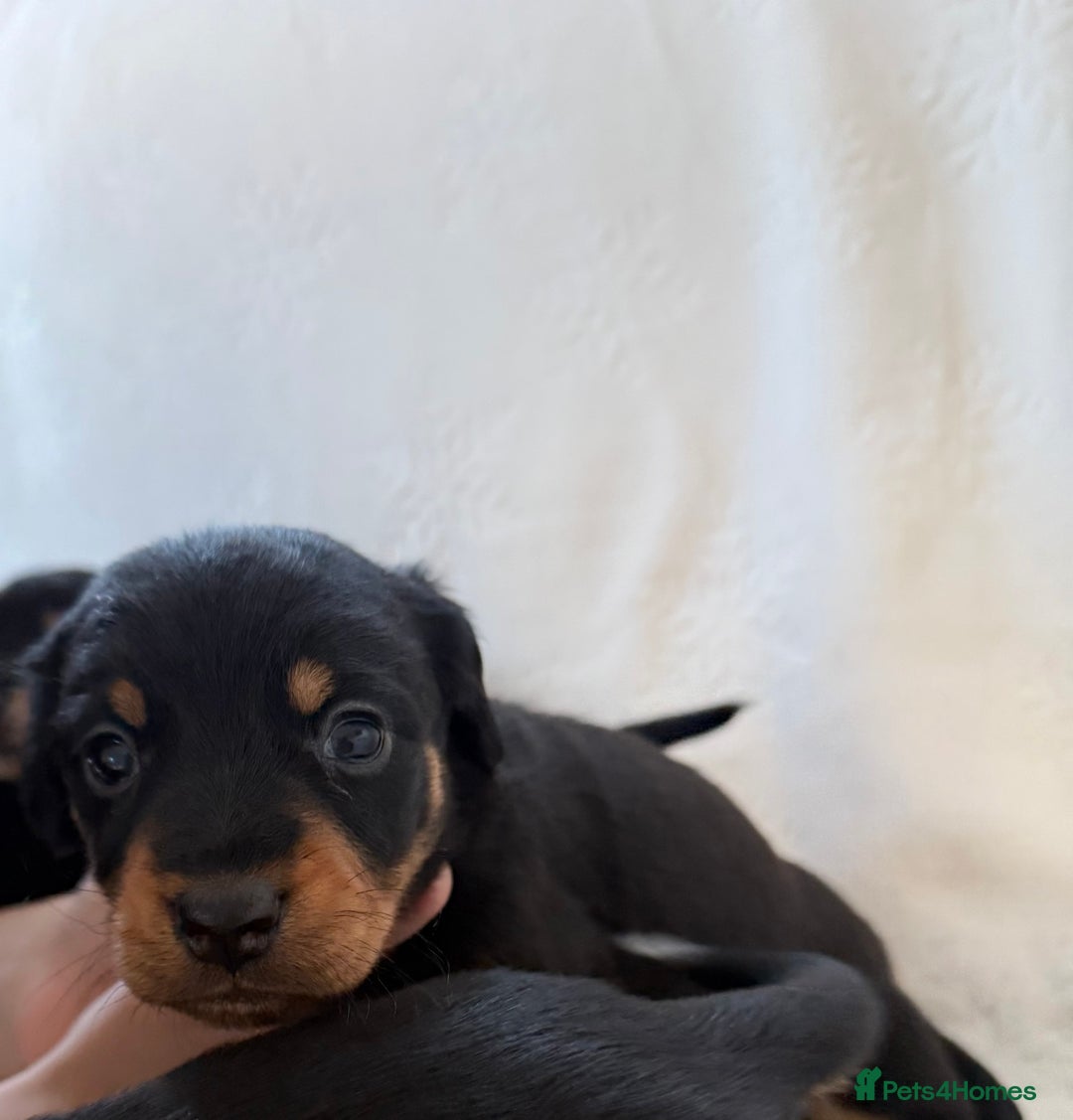 Mixed Breed dogs for sale: Beautiful jackadac puppys  - Advert 4