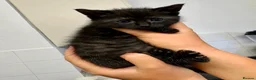 Mixed Breed cats for sale: 🐾 Beautiful Black Kittens 🐾 - Advert 6