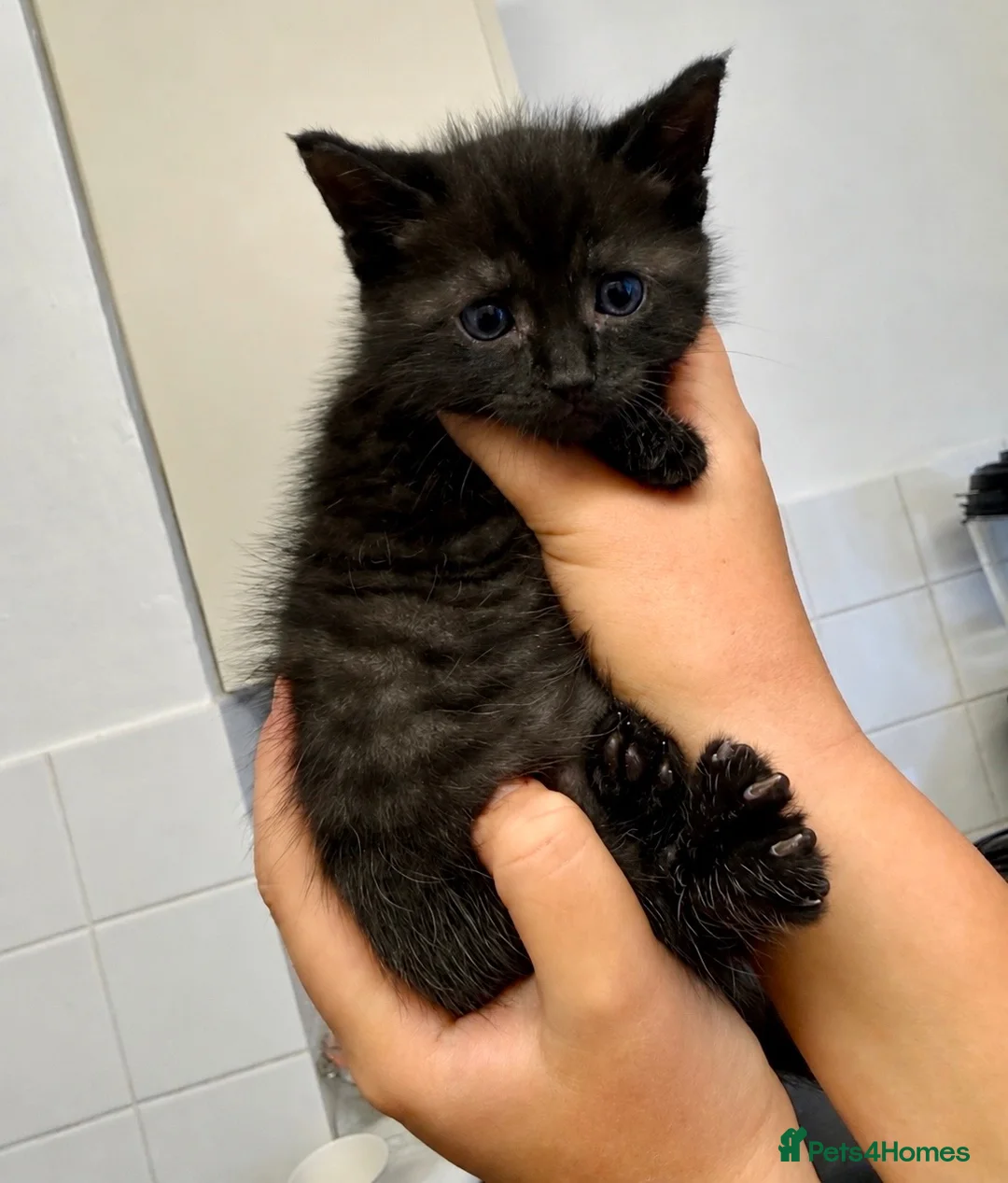 Mixed Breed cats for sale: 🐾 Beautiful Black Kittens 🐾 - Advert 6