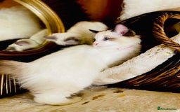 Ragdoll cats for sale: QUALITY GCCF RAGDOLLS KITTENS READY NOW  - Image 22