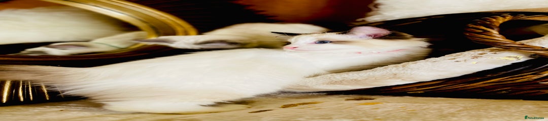 Ragdoll Kitten 7