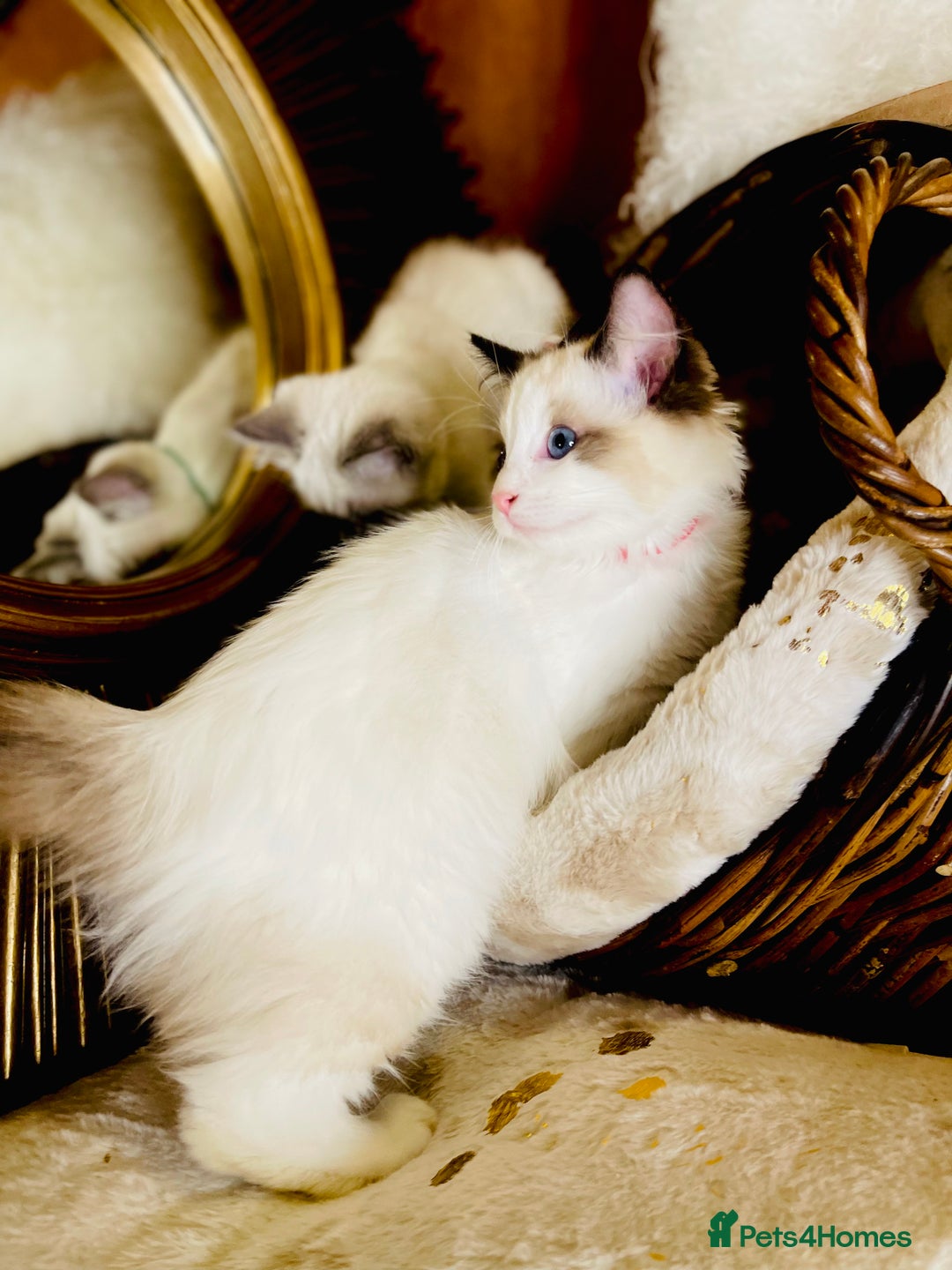 Ragdoll cats for sale: QUALITY GCCF RAGDOLLS KITTENS READY NOW  - Image 22