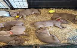 Labrador Retriever dogs for sale: Silver Labrador puppy’s  - Image 7