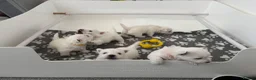 West Highland Terrier dogs for sale: West Highland Terriers  - Advert 3