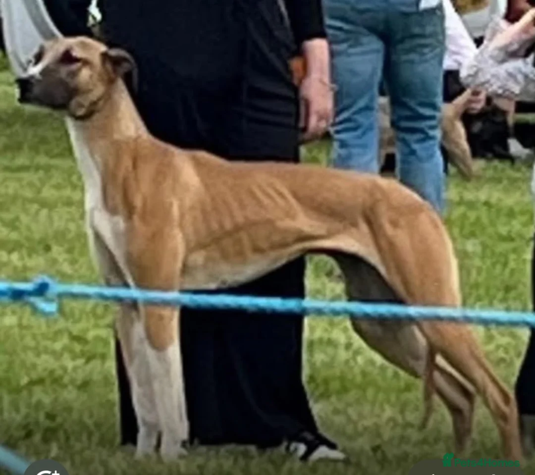 Lurcher dogs for sale: Lurcher puppies  in Newport - Advert 1