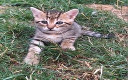 Mixed Breed cats for sale: Half Bengal kittens  - Image 2