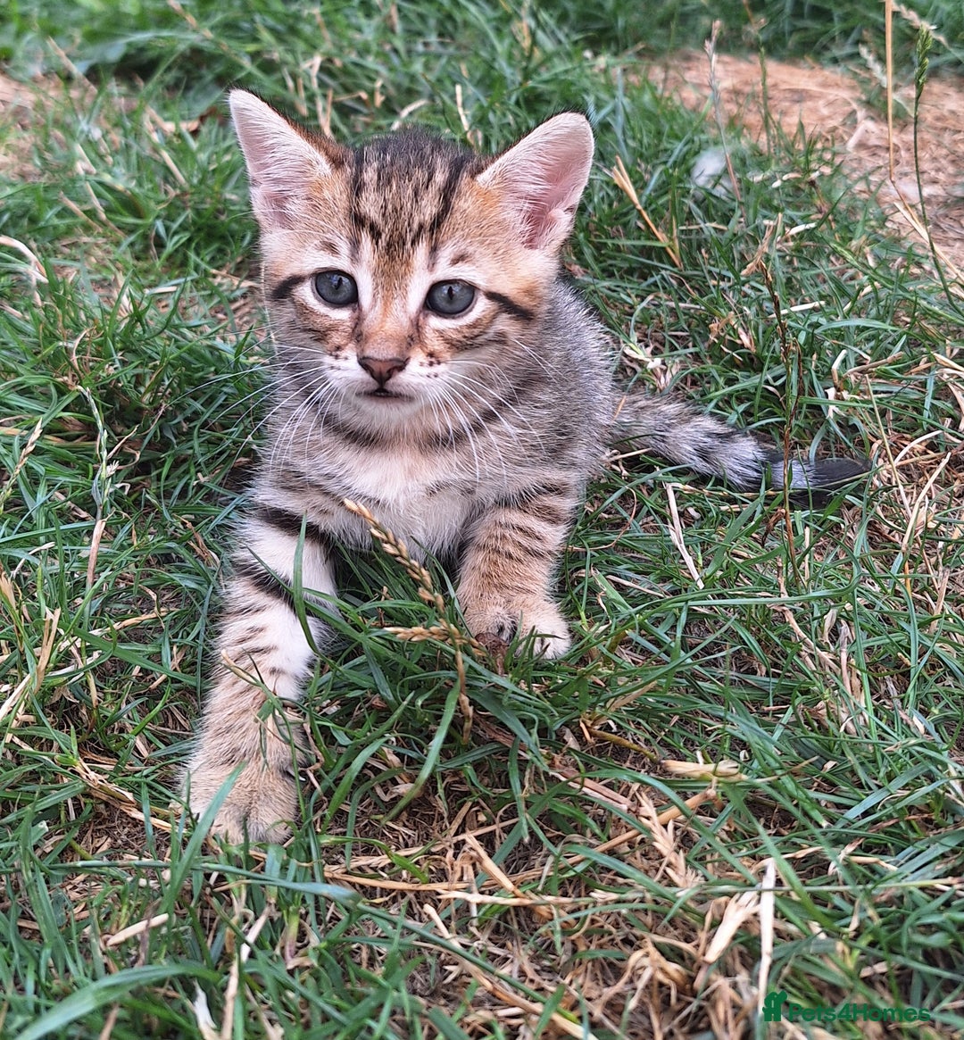 Mixed Breed cats for sale: Half Bengal kittens  - Image 2