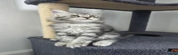 Maine Coon cats for sale: Maine coon pedigree kittens  - Advert 29