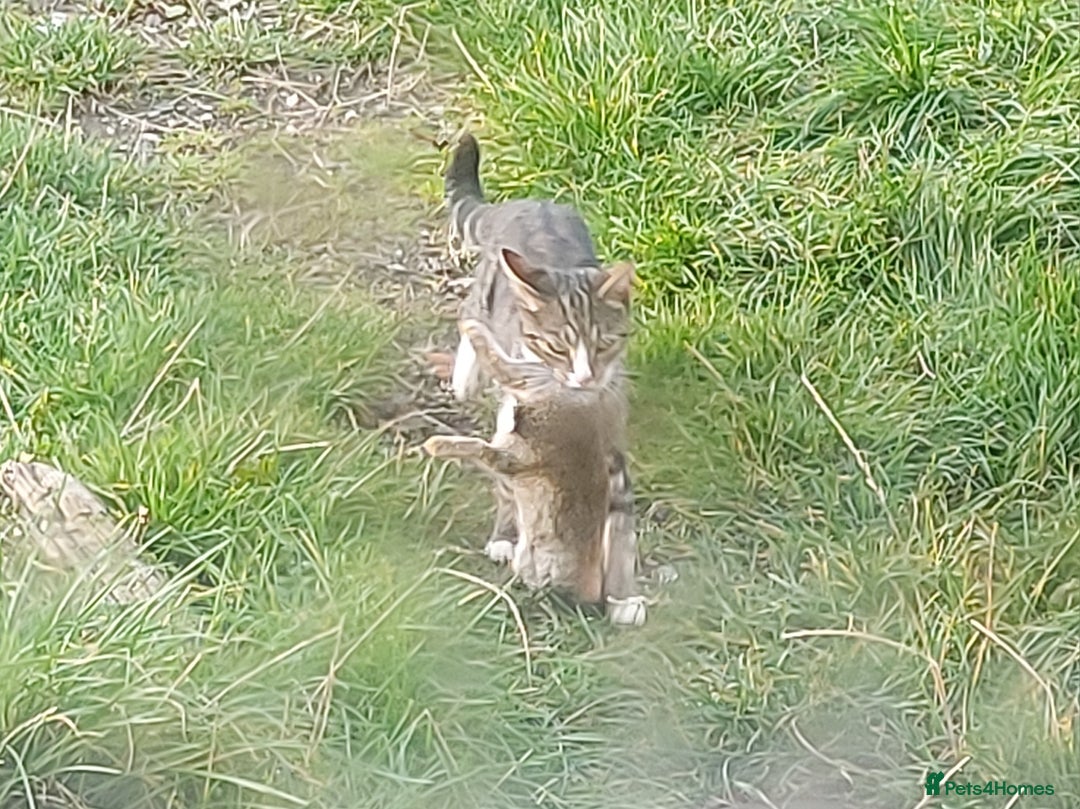 Mixed Breed cats for sale: 6 Beautiful Kittens Ready for New Homes - Image 7