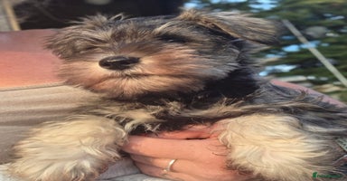 Miniature Schnauzer dogs - Advert 6