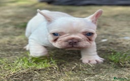 French Bulldog dogs for sale: KC registered French Bulldog puppies. READY 31/8 - Image 25