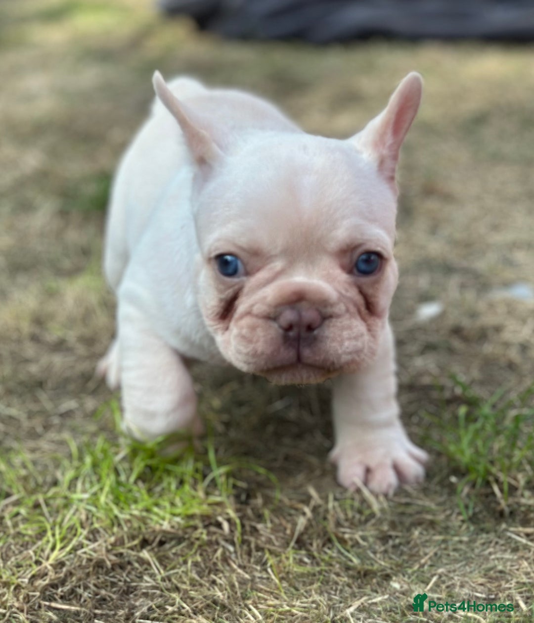 French Bulldog dogs for sale: KC registered French Bulldog puppies. READY 31/8 - Image 25
