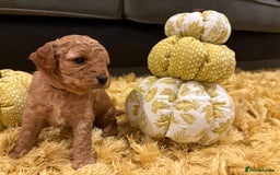 Cavapoo dogs for sale: Adorable Toy Cavapoo puppies ready on 3rd November - Image 20