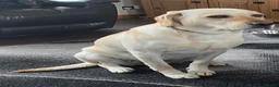 Labrador Retriever dogs for sale: Working Yellow Labrador Retriever Pups - Advert 3
