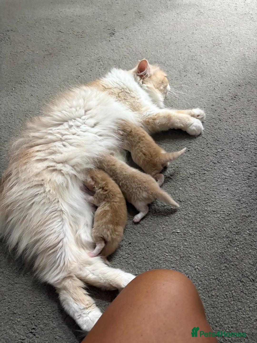 Persian cats for sale: Stunning Persian kittens  - Image 8