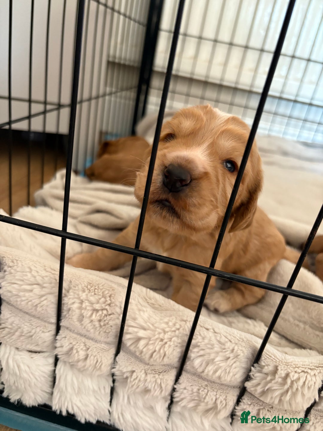 Cocker Spaniel dogs for sale: 3 beautiful cocker spaniel puppies  - Image 8