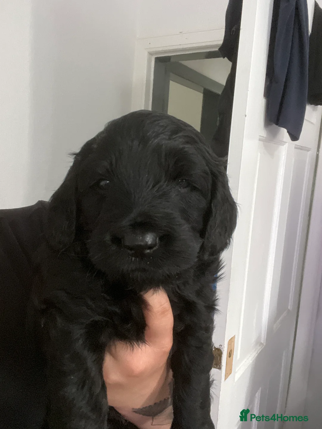 Cockapoo dogs for sale: 🐾 Beautiful Cockapoo Puppies  🐾 - Advert 2