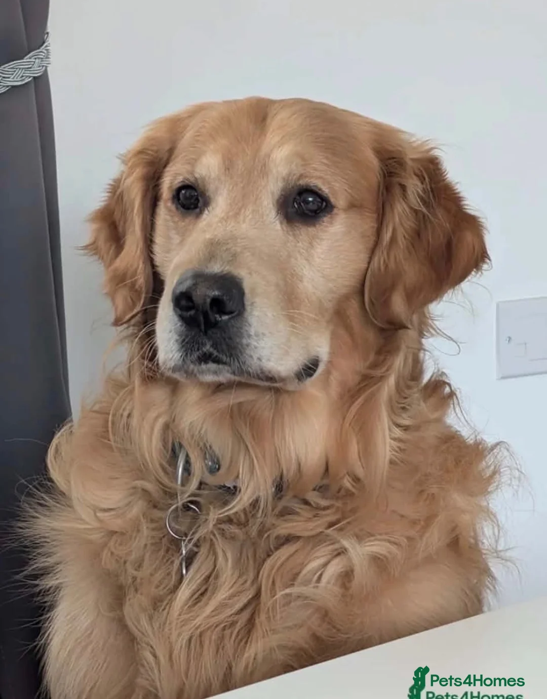 Golden Retriever dogs for sale: White/cream golden retrievers - Advert 7